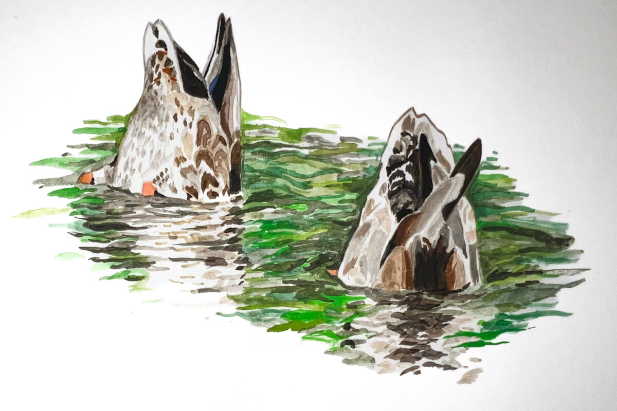 Mallards feeding. Illustration by Katie Tucker, DU